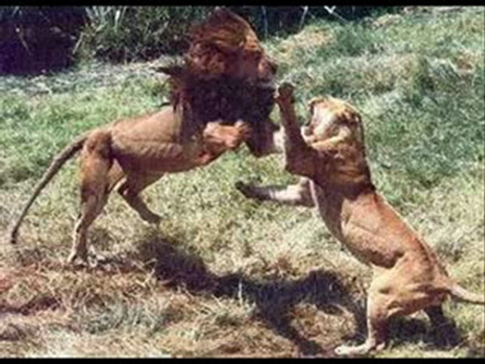 Lion vs Tiger , Paw Swipe Comparison