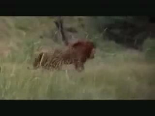 Huge African Lion vs American Black Bear