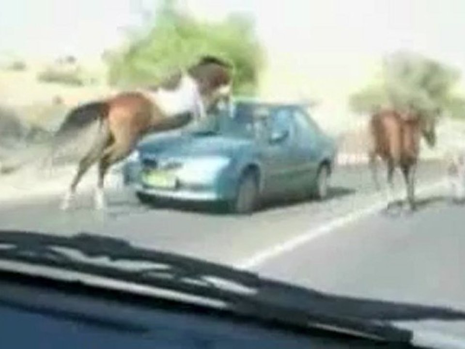 Horse tramples car