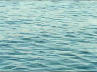 Baleines St Laurent 2012