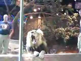 Female lion saved human from male lion