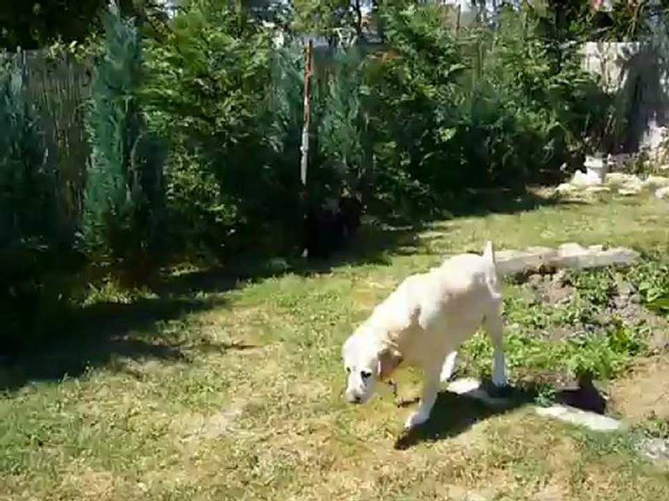 L'évolution de Farlows (2)