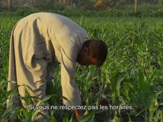 TEASER La Vierge, Les Coptes, et moi