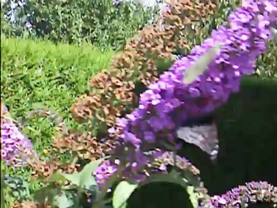 des papillons