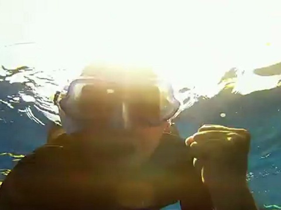 Rencontres avec les baleines a bosses