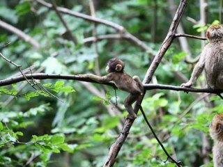 la montagne des singes