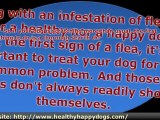 Identifying and Treating Dog Health Problem