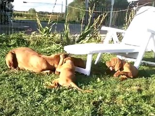 Chiots braque + mère