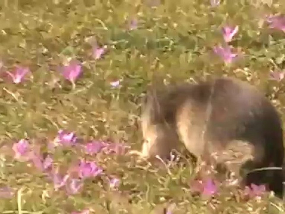 Marmotte
