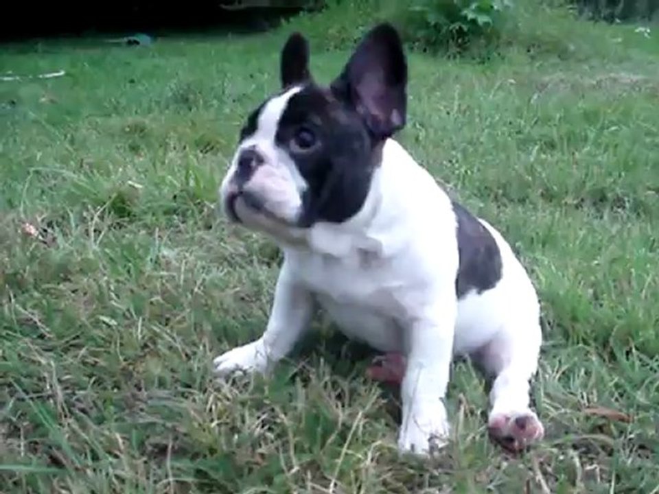 Hubert (3 mois )et Ever