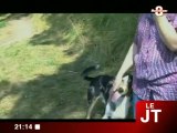 Berger de Savoie : Une race canine en perdition (Annecy)