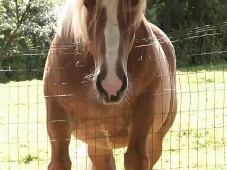 Vidéos de pescalis!