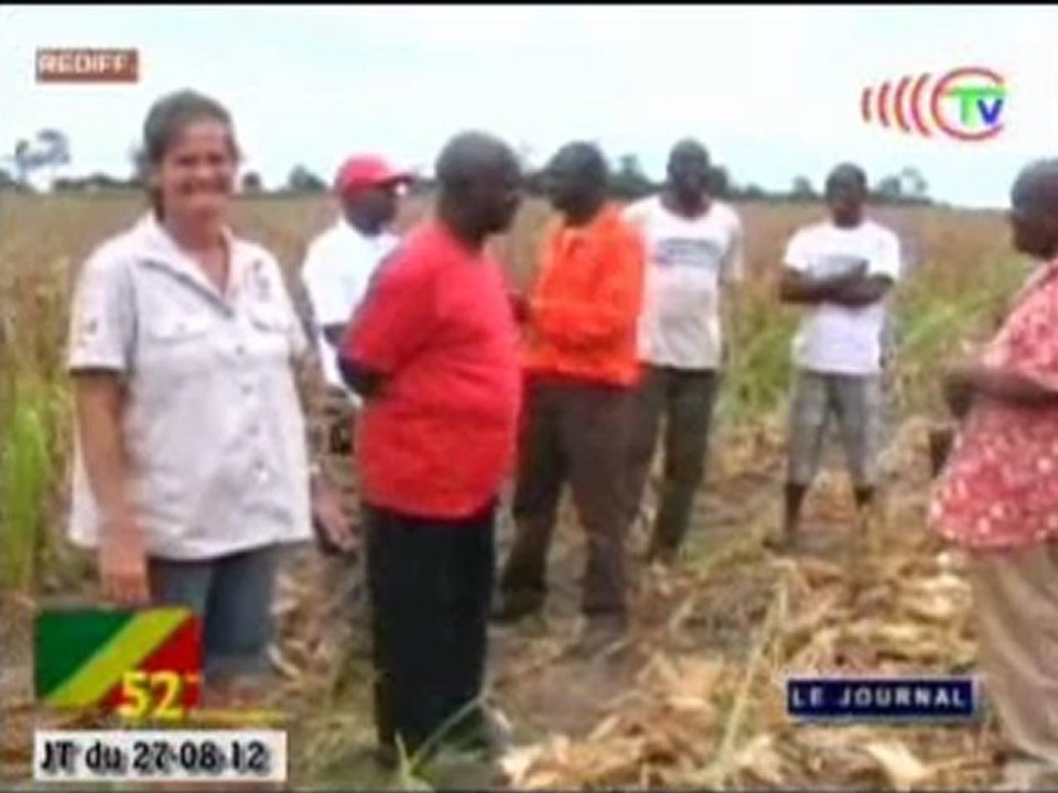 Campagne de récolte de 5000 tonnes de maïs des 1200 hectares cultivés à Malolo dans le Niari
