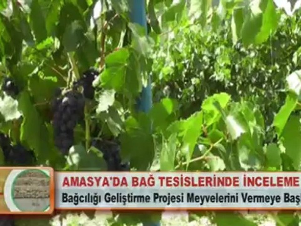 AMASYA’DA BAĞ TESİSLERİNDE İNCELEME