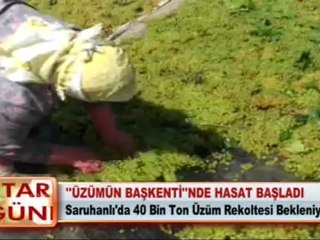 ÜZÜMÜN BAŞKENTİNDE HASAT BAŞLADI