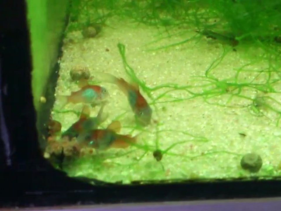 MOV_0452