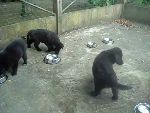28 août 2012 : 1er repas dans des gamelles individuelles