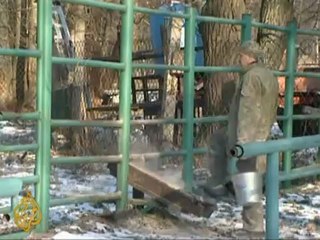 Russia moves to save European bison