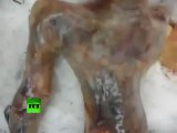 Amazing Fake? Video of 'Dead Alien' after Siberia crash-landing