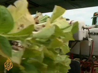 Tobacco foreign demand helps US farms