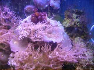 aquarium