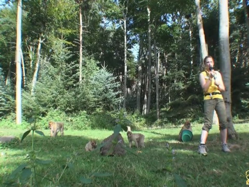 La Montagne des Singes refuge des Macaques de Barbarie en Alsace