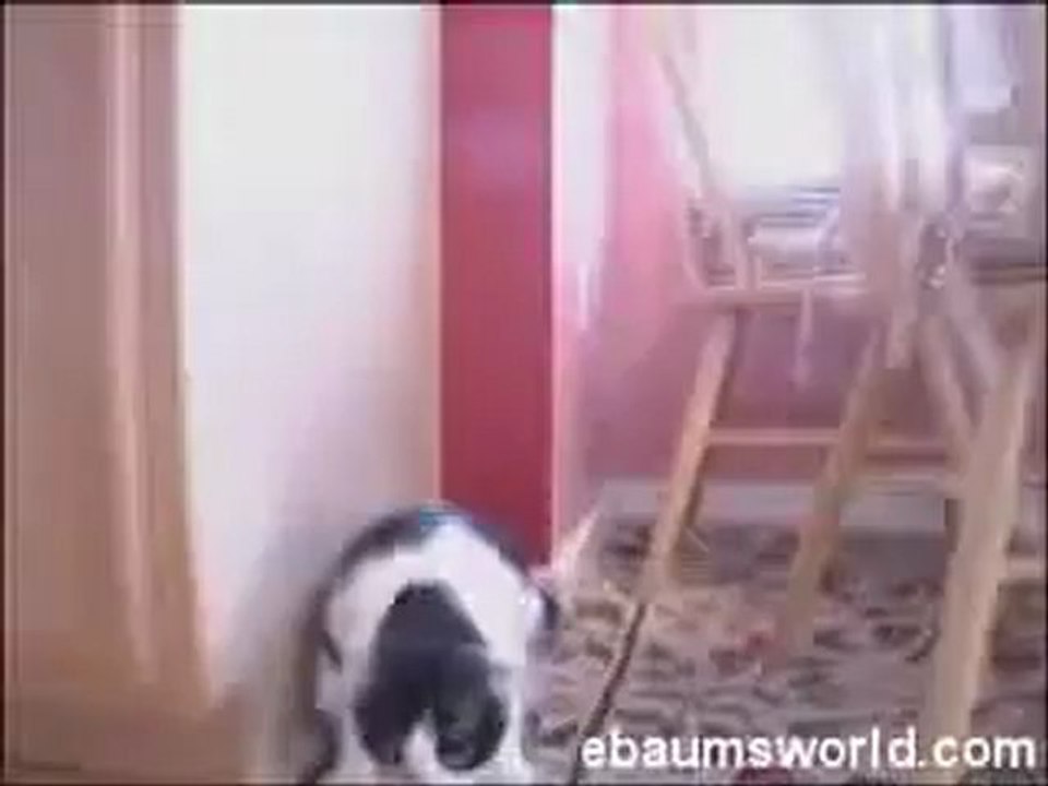 Cat 123456