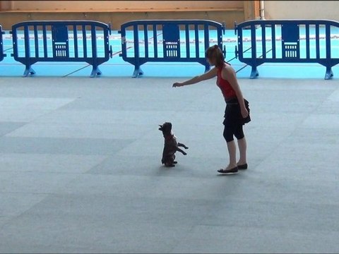 Obérythmée concours Saint Michel Chef Chef 25 aout 2012