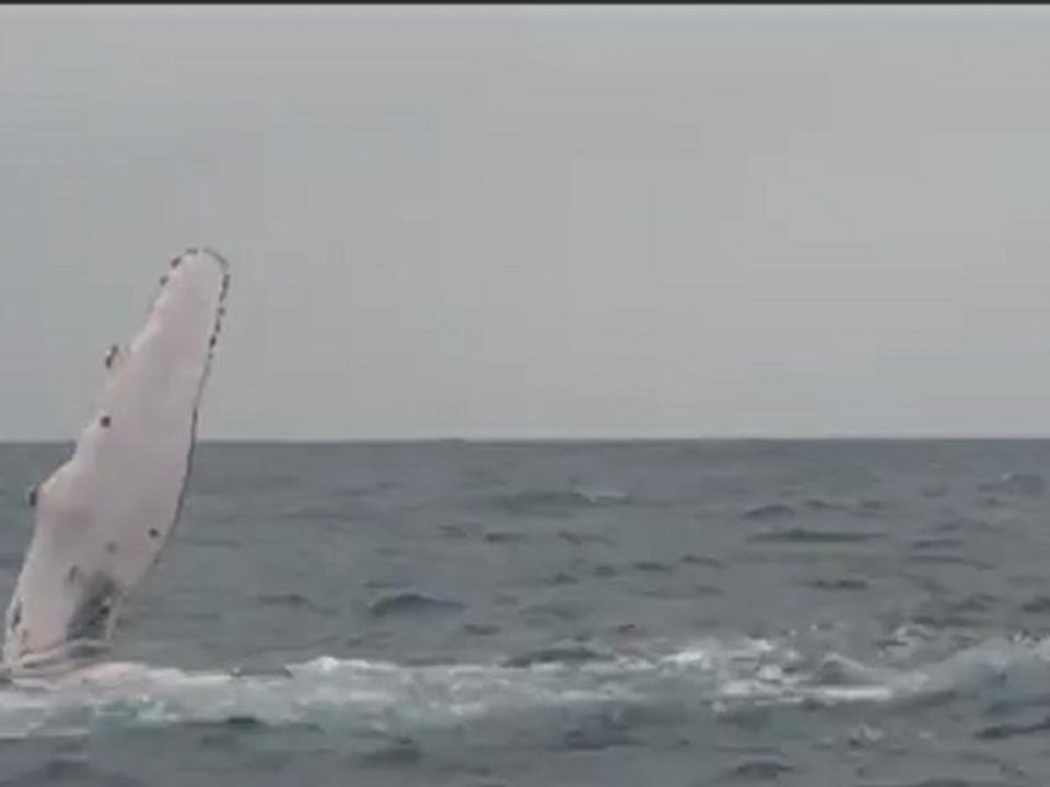 Baleine à bosse