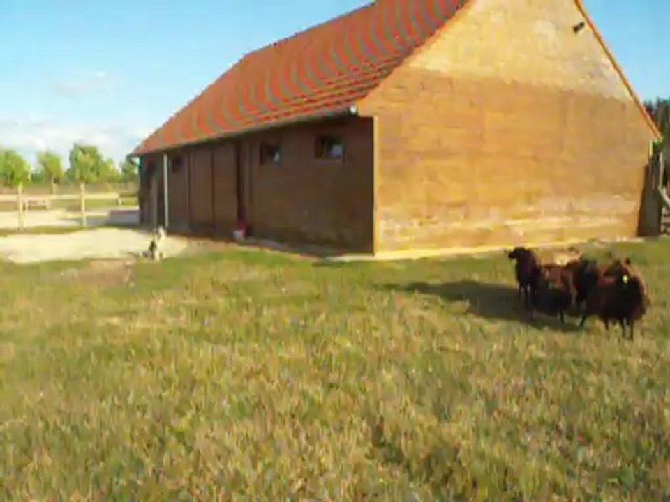 Coco, fin août, troupeau à La Ferté - 4