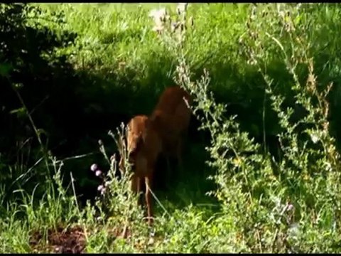 Faons de chevreuils