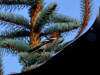 Renklerin Dansı 777