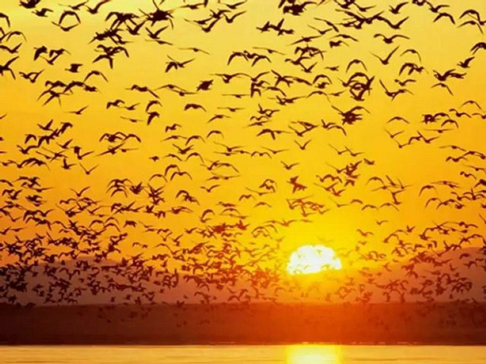 Ahmed Arif - Hasretinden Prangalar Eskittim