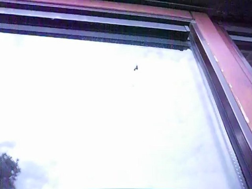 THE FLY & THE SPIDER