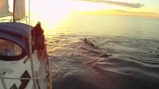 Singing with humpback whales