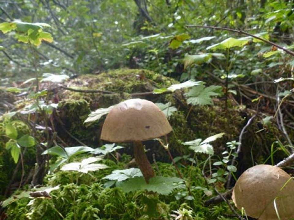 Faune et flore de l'Abitibi
