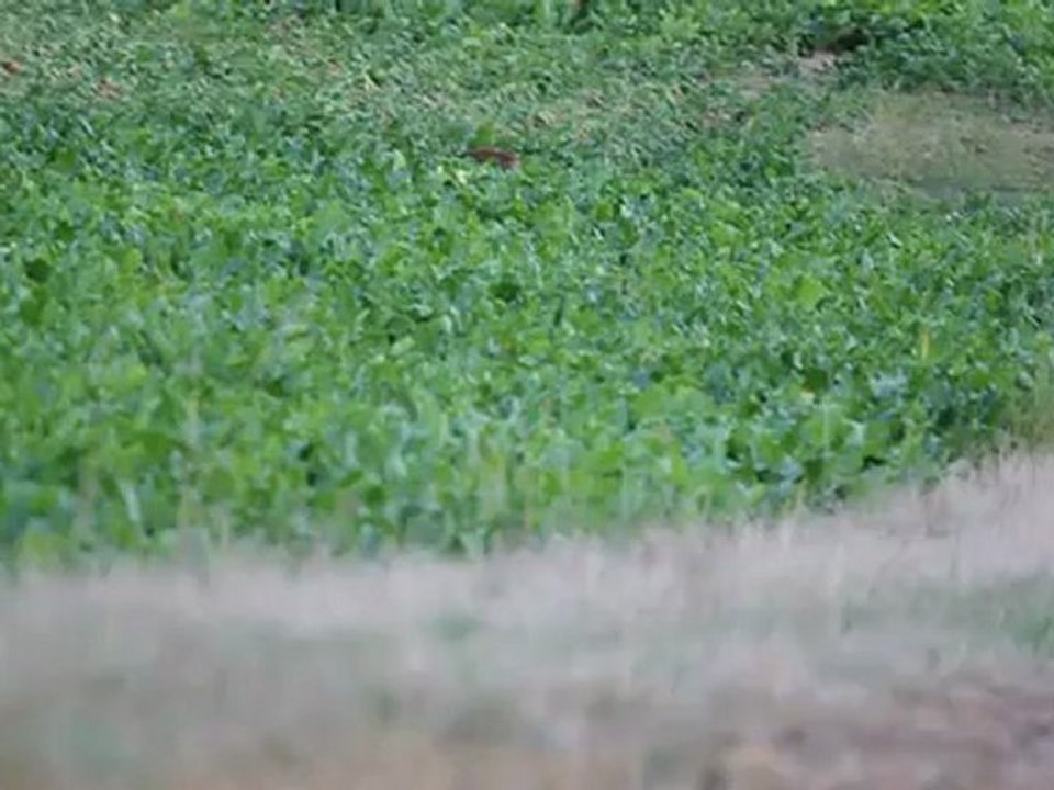 renard août 2012