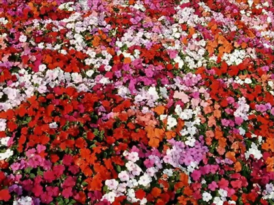 Yıldız Tilbe-Sunam