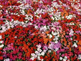 Yıldız Tilbe-Sunam