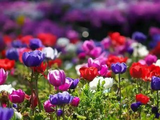 Sibel Can - Dost Bildiklerim -