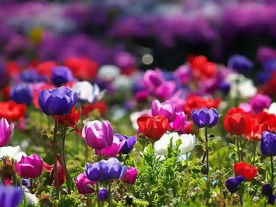 Sibel Can - Dost Bildiklerim -