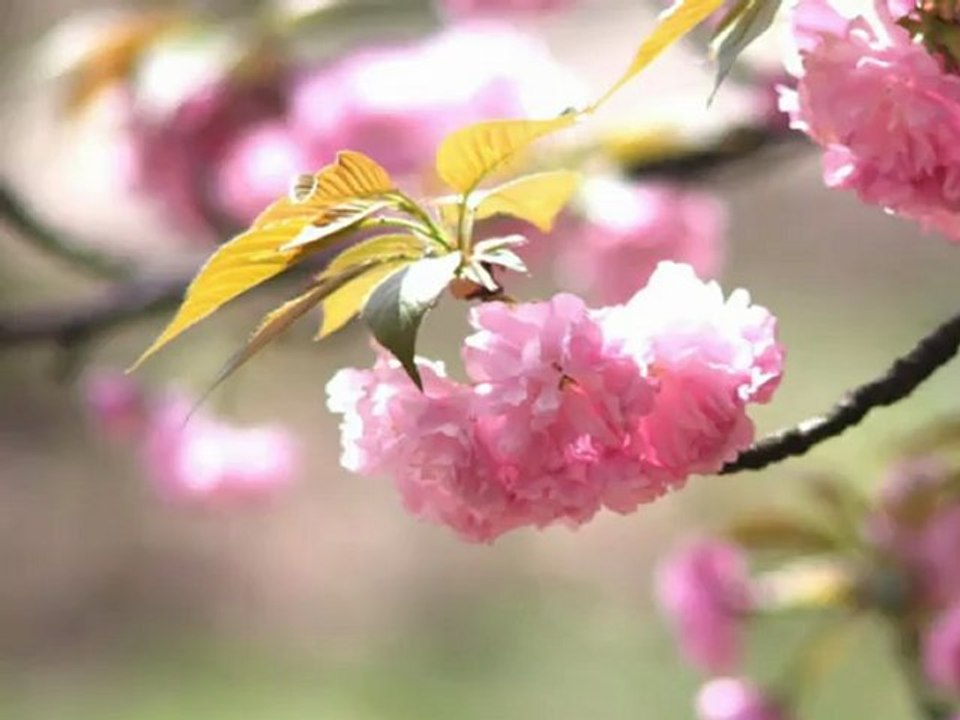 Sami Yusuf - You Came To Me