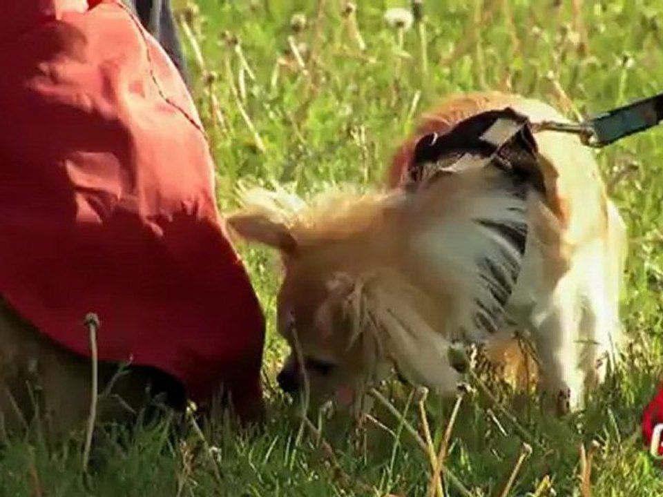 Gag -Pet de chiens royal