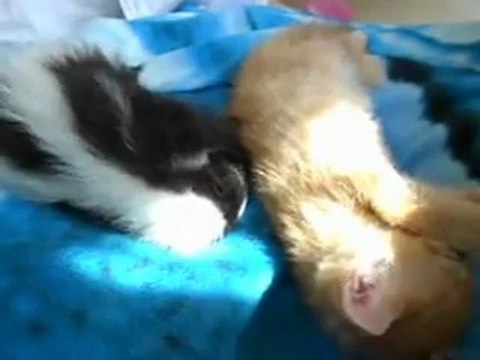 Une moufette fait des bisous à un chaton