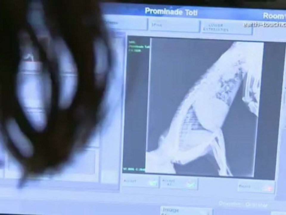 Monkey With Bullet Wound | District Monkey Episode 2