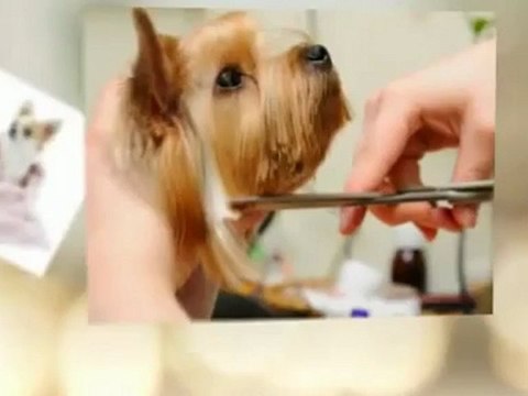 Annie's Pet Salon - (719) 380-9087