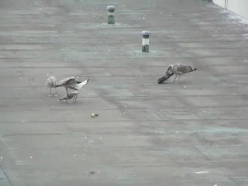 Goéland prédateur sauvage