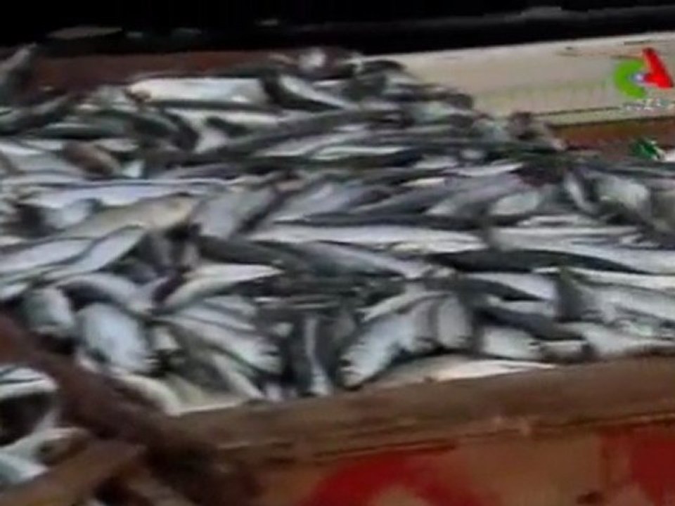 Port de Pêche de Zemmouri