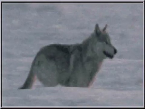 Osman Öztunç Türk ün Türküsü