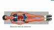 Exercicios tanquinho barriga, Exercicio fisico para musculação abdominais - Floor Wiper